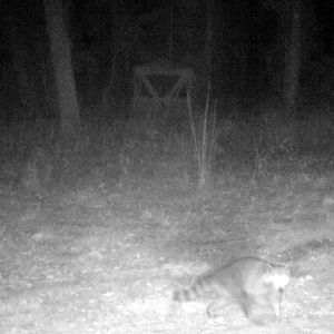 Meet your Posher, Turd